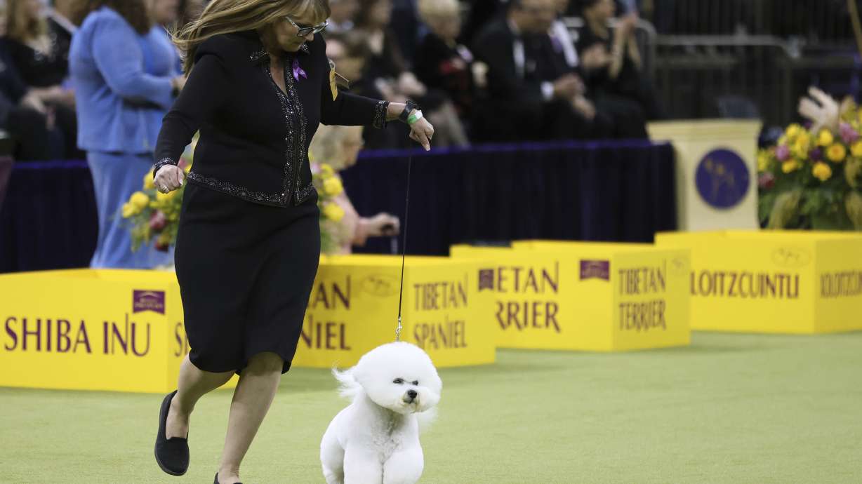 Neal, a Bichon Frise, wins the Non-Sporting group during the 149th Westminster Kennel Club Dog show, Monday, Feb. 10, 2025, in New York.
