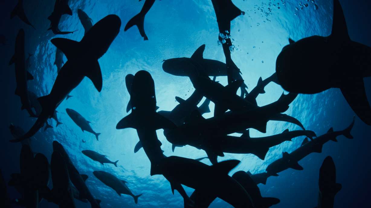 Unprovoked attacks by sharks declined sharply in 2024, with 47 incidents logged worldwide, down 22 from the previous year, according to data released Tuesday.