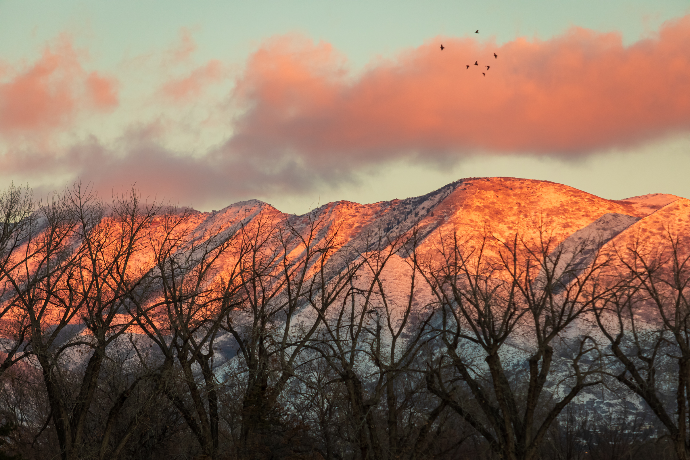 Birds fly over the Liberty Park trees in Salt Lake City at sunset on Jan. 10. Salt Lake City Public Lands planners say the park's trees and mountain views are some of its most popular features.