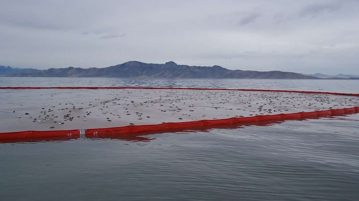 Hundreds of dead eared grebes float on the Great Salt Lake in November 2024. Utah Division of Wildlife Resources officials avian flu has been detected in wild species across 10 counties over the past few months.