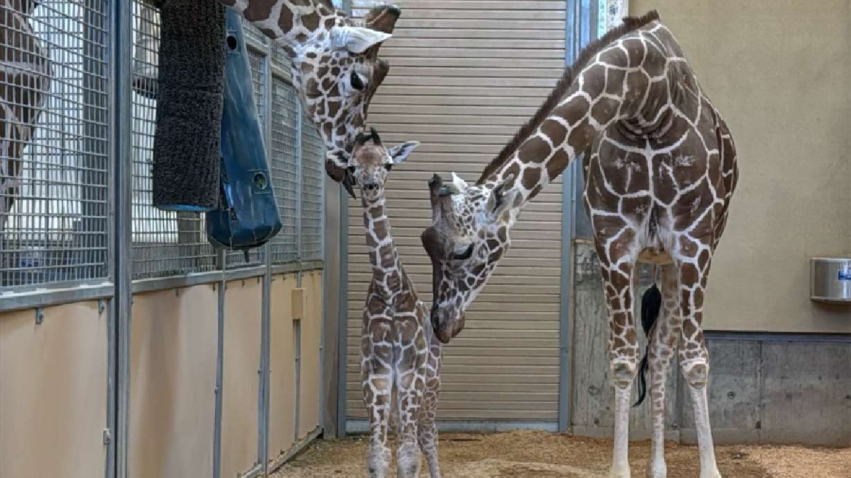 Utah's Hogle Zoo welcomes 169-pound baby | KSL.com