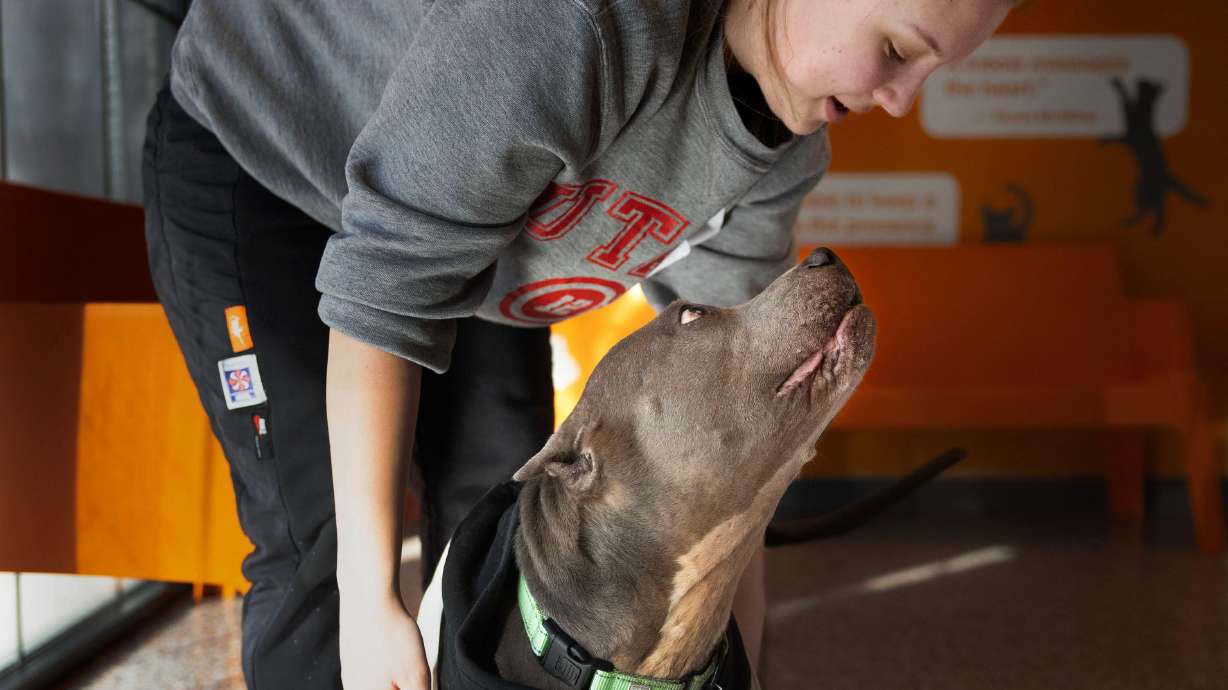 Volunteer Grace Wagstaff plays with Misty, a 10-year-old female who is good with kids, at Best Friends Animal Society in Salt Lake City on Wednesday. The rescue organization says people can come by on Friday to pick up an animal to spend Valentine's weekend with.