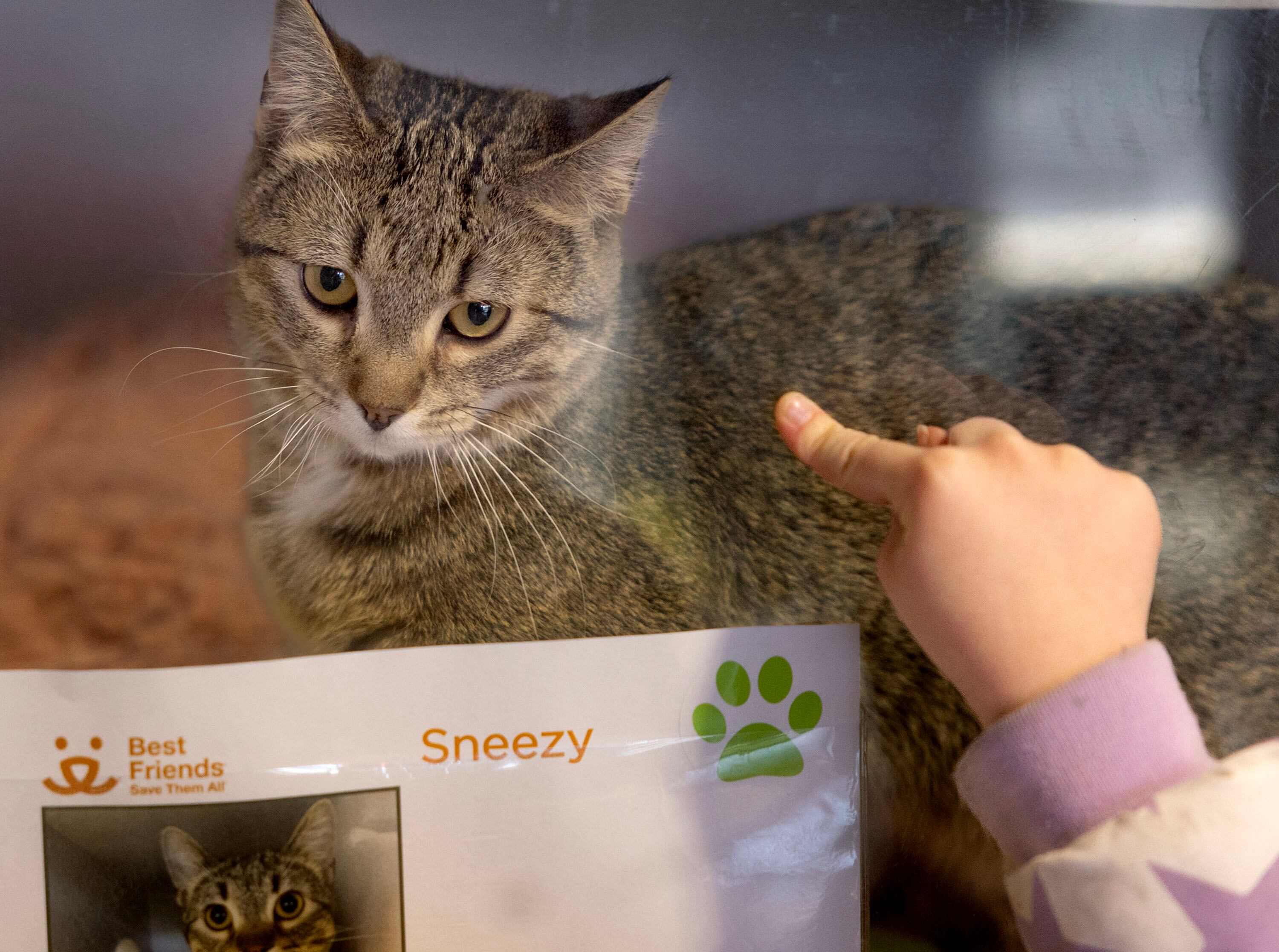 Sneezy, an 8-month-old male tabby, is pictured at Best Friends Animal Society in Salt Lake City on Wednesday.