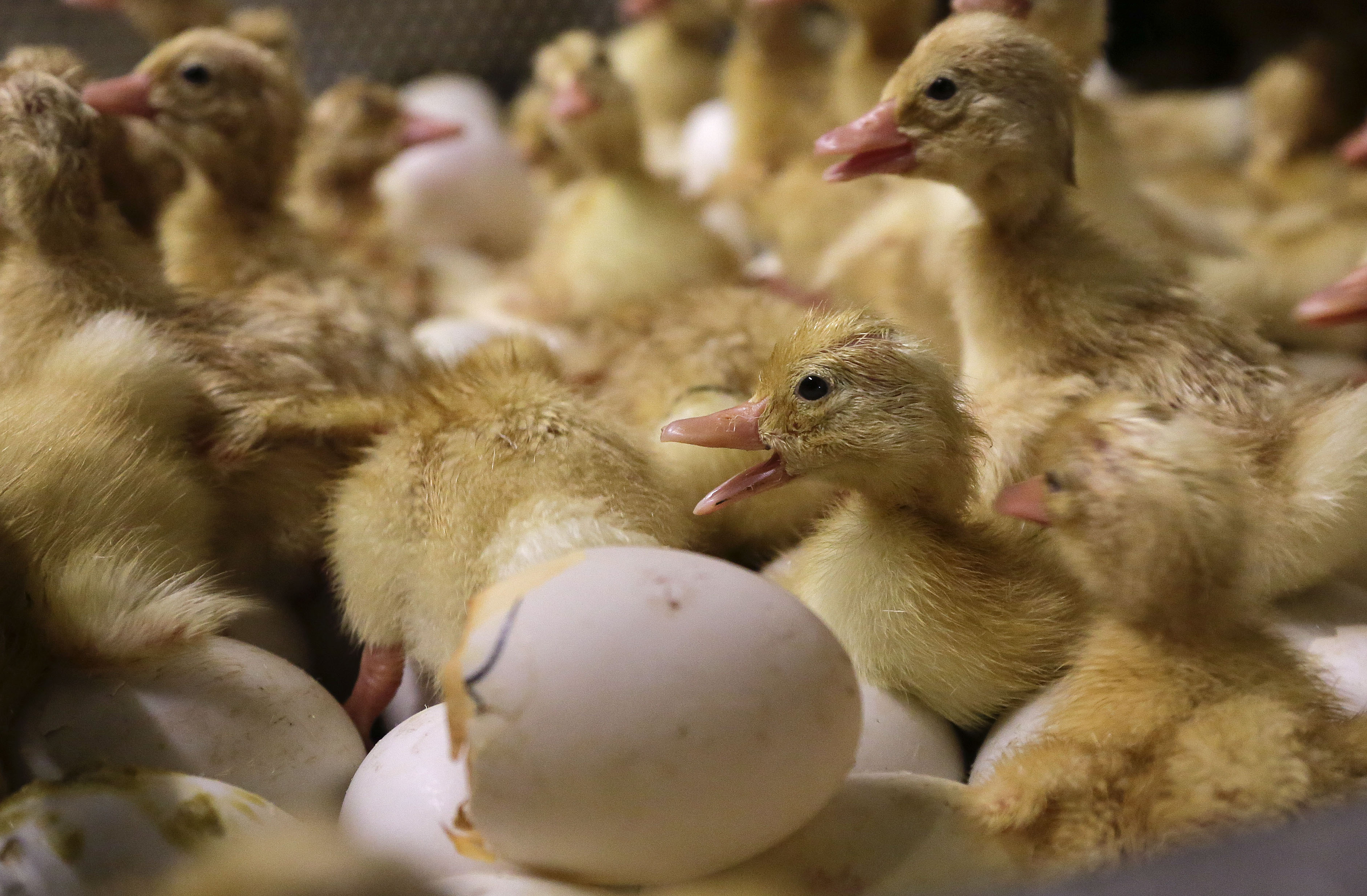 Day-old duck hatchlings crawl around inside an incubator at Crescent Duck Farm, in Aquebogue, New York, Oct. 29, 2014. 