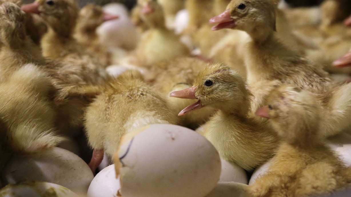 Day-old duck hatchlings crawl around inside an incubator at Crescent Duck Farm, in Aquebogue, New York, Oct. 29, 2014.