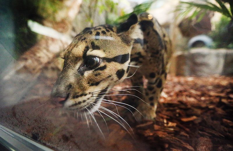 Koshi, a male clouded leopard, looks through the glass of his enclosure at Loveland Living Planet Aquarium in Draper on Friday, Aug. 3, 2018. - Scott G Winterton, Deseret News