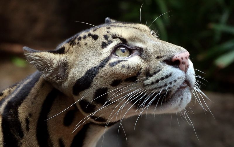 Koshi, a male clouded leopard, looks around his enclosure at Loveland Living Planet Aquarium in Draper on Friday, Aug. 3, 2018. - Scott G Winterton, Deseret News