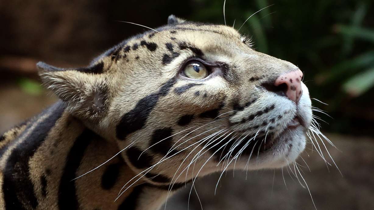 Koshi, a male clouded leopard, looks around his enclosure at Loveland Living Planet Aquarium in Draper on Aug. 3, 2018.