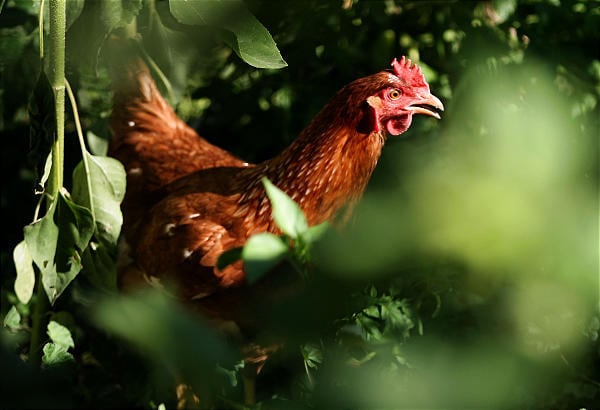  What every backyard chicken owner needs to know about bird flu 