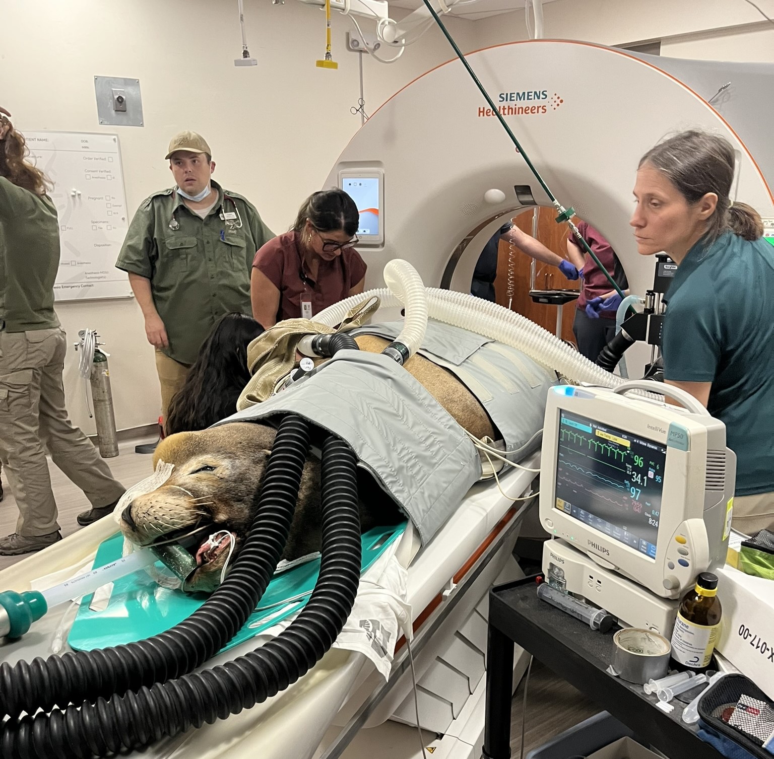 Diego, a California sea lion who lives at Utah's Hogle Zoo, undergoes a CT scan at the University of Utah Hospital in Salt Lake City in October 2024.