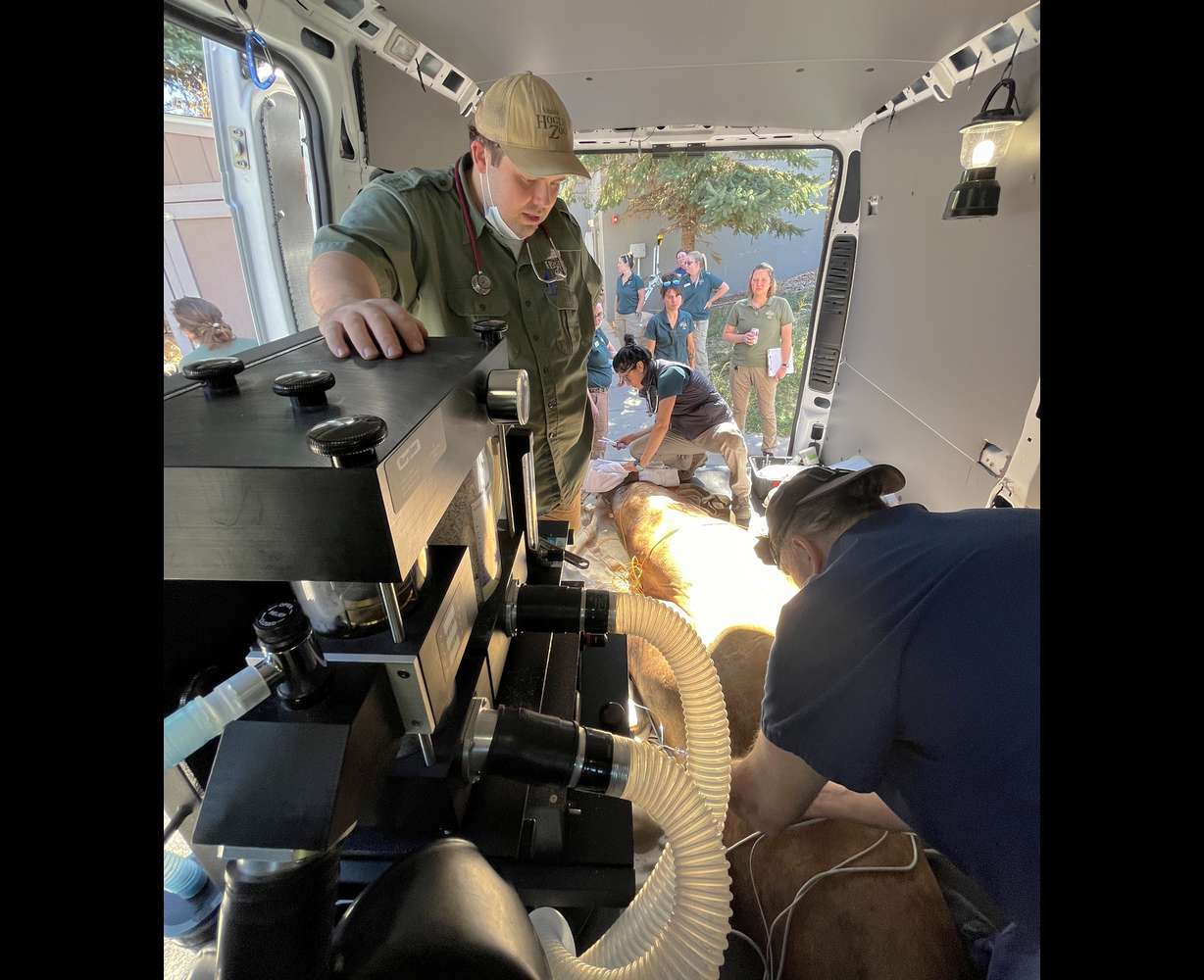 Diego, a California sea lion, is sedated in a van as he is transported from Utah's Hogle Zoo to the University of Utah Hospital for a CT scan.