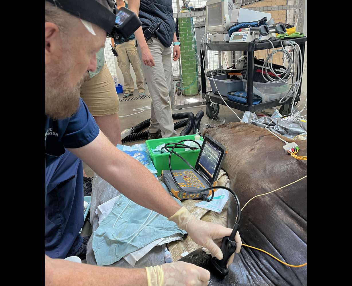 Dr. James Bailey sedates Diego, a California sea lion, before transporting him from Utah's Hogle Zoo to the University of Utah Hospital for a CT scan.