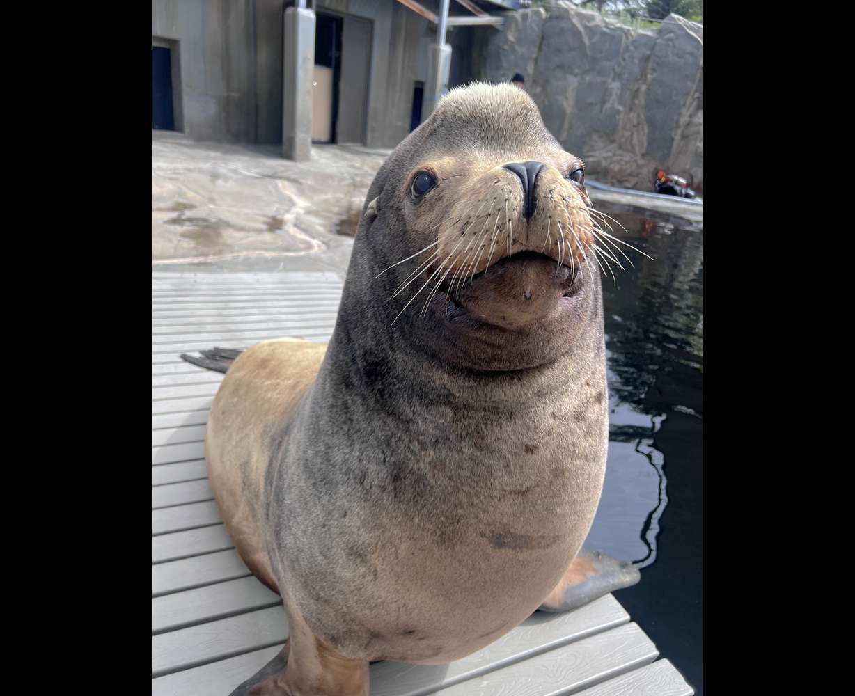 Diego, a California sea lion, recently traveled from Utah's Hogle Zoo to the University of Utah Hospital for a CT scan.