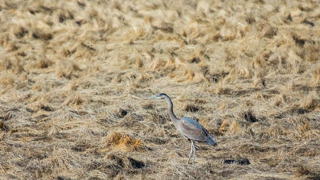 A great blue heron trots around the Farmington Bay Waterfowl Management Area in Farmington on Feb. 10. Salt Lake City is still seeking to acquire 200 acres of wetlands south of Farmington Bay, by the Salt Lake-Davis county line.