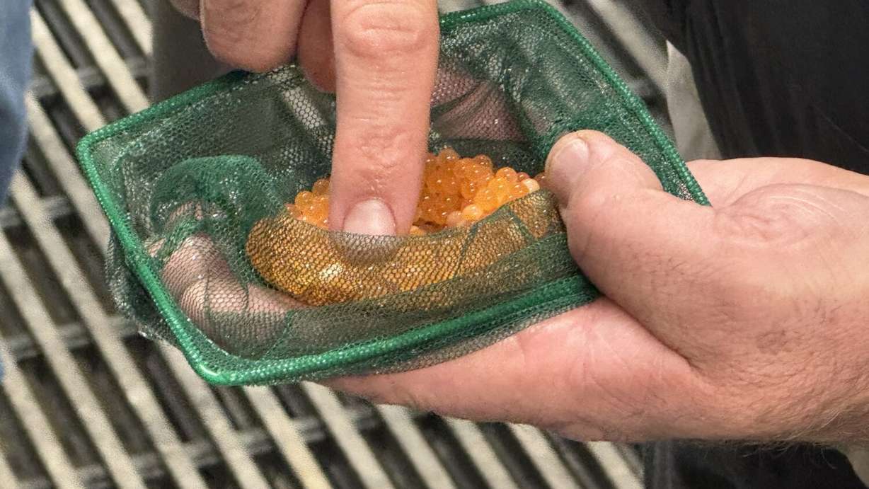 Fish eggs produced at a new dedicated facility in Mantua.