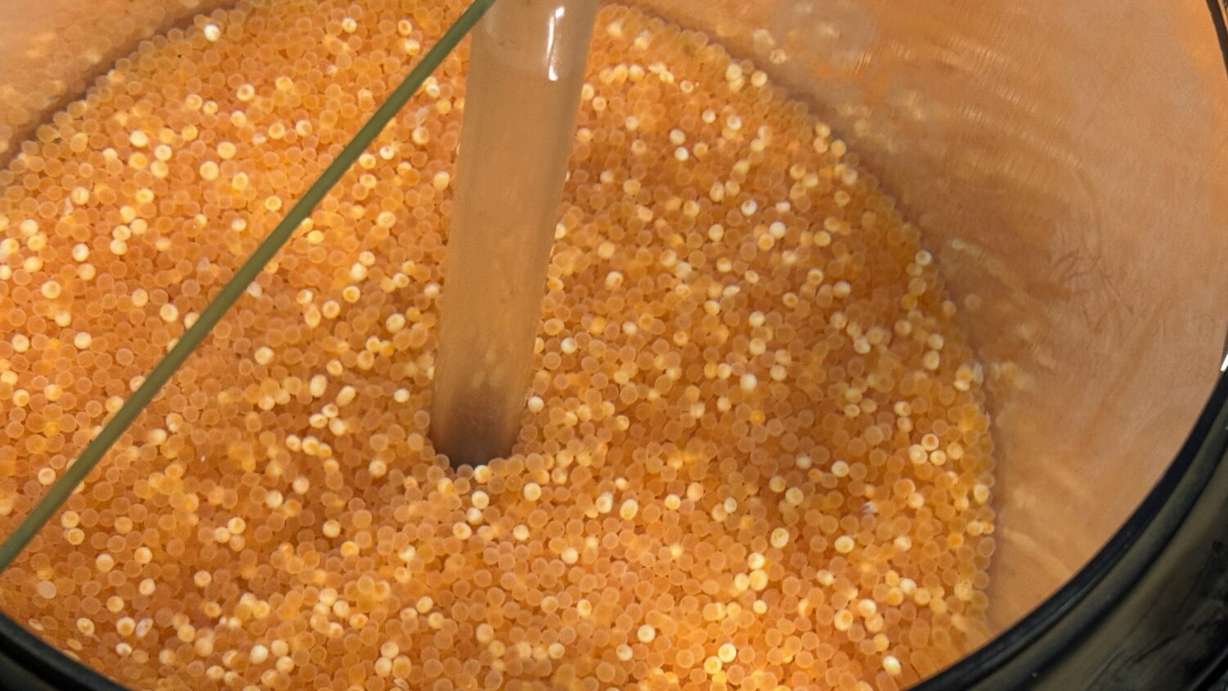 Fish eggs produced at a new dedicated facility in Mantua.