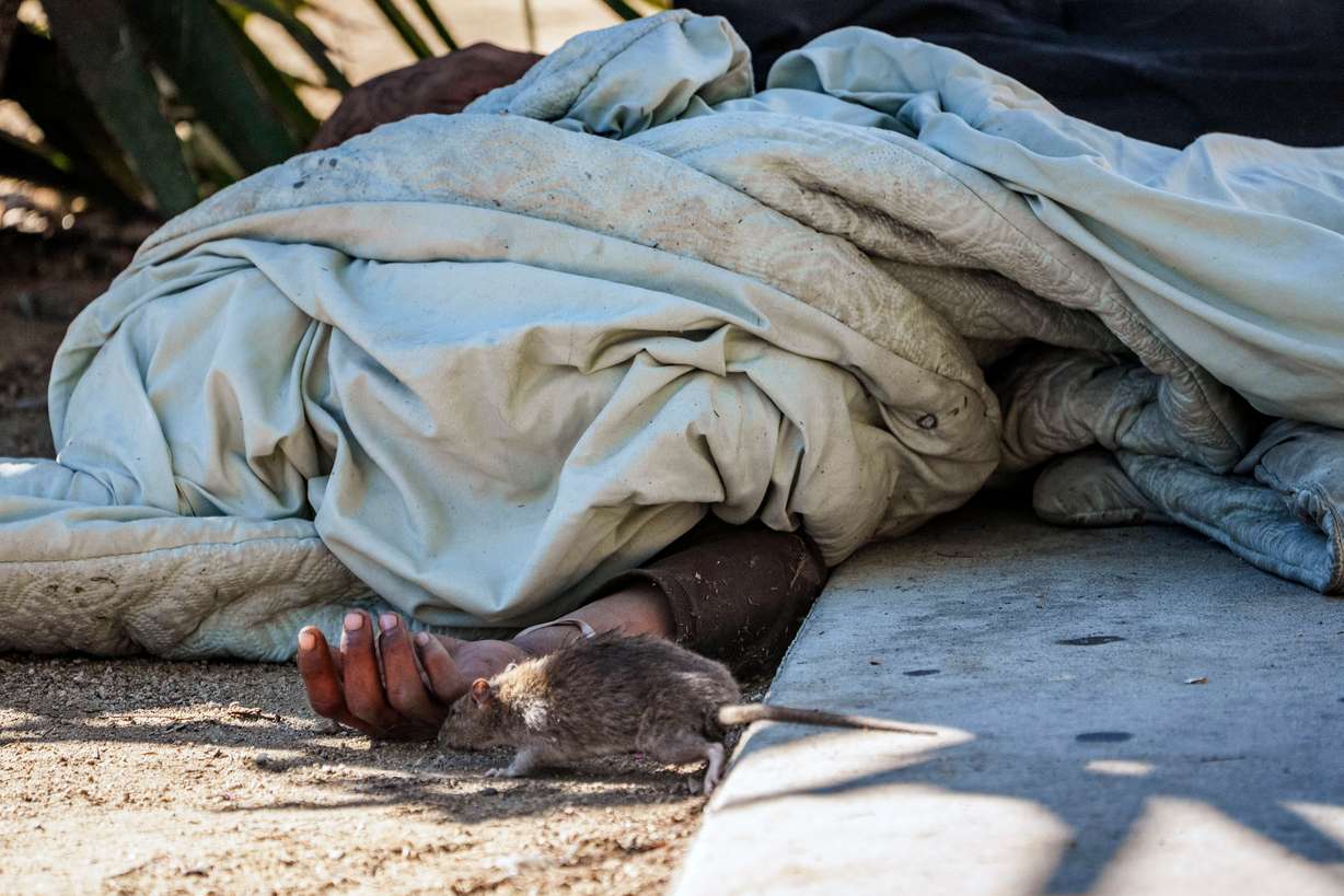 A rat sniffs the hand of a sleeping man experiencing homelessness in downtown Los Angeles on Dec. 18, 2024.