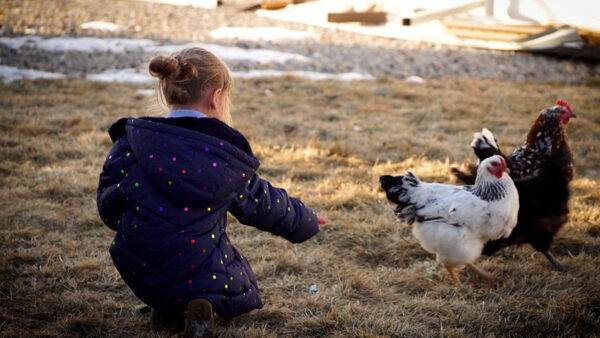 It is now easier for Utahns to recoup costs of backyard chickens