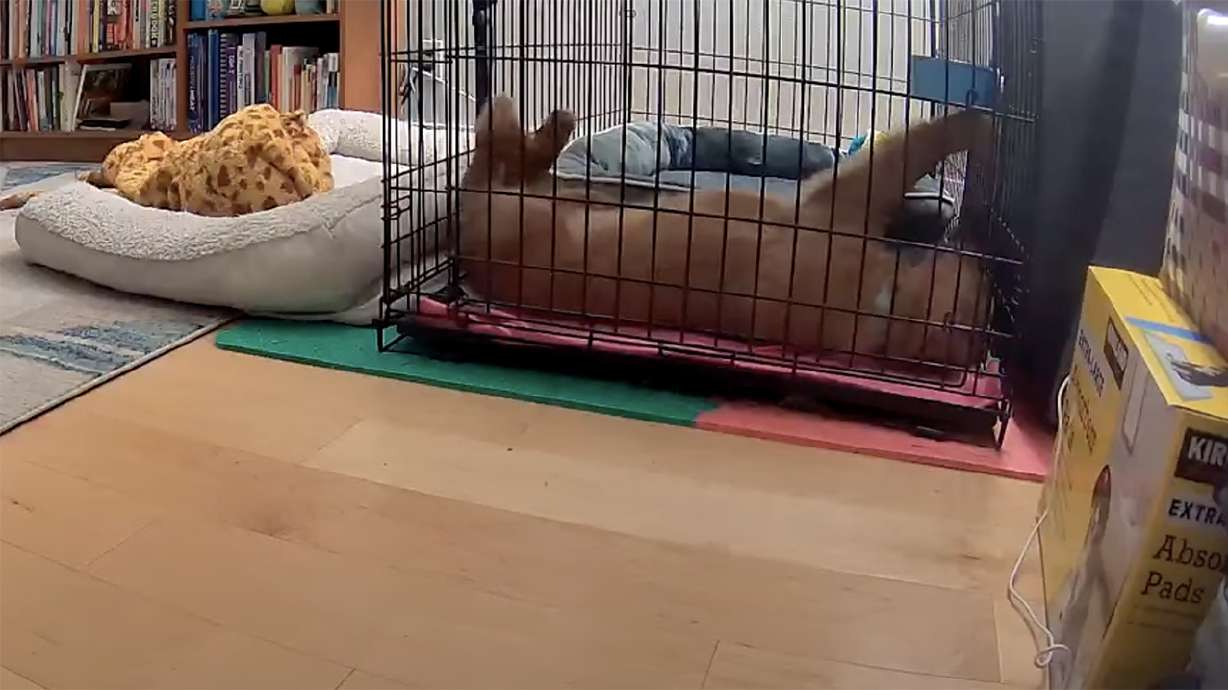 A golden retriever puppy seems to have a problem waking up from sleep, and its solution is ingenious.