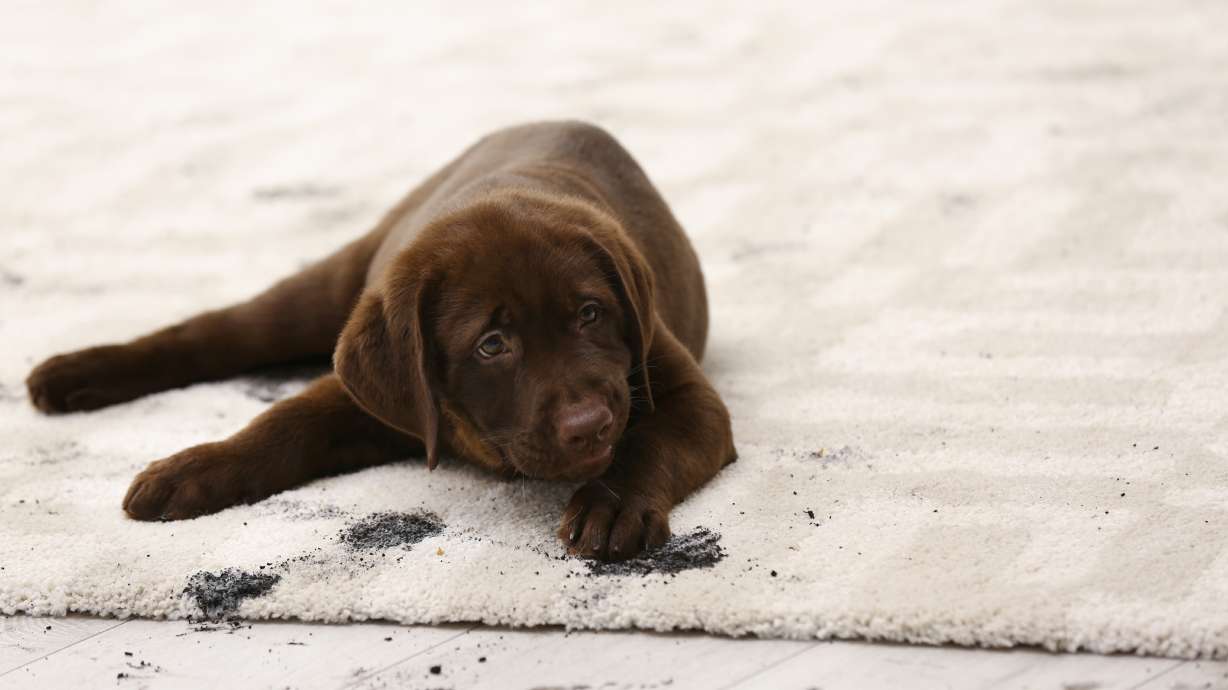 14 tips for cleaning the most challenging stains out of your carpet