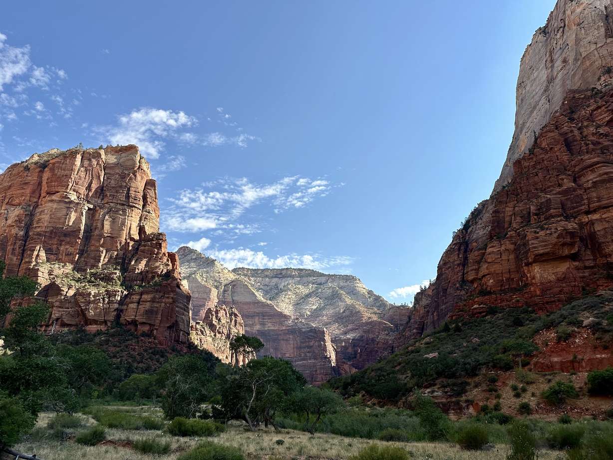 Red rock cliffs tower above the ground in Zion National Park.