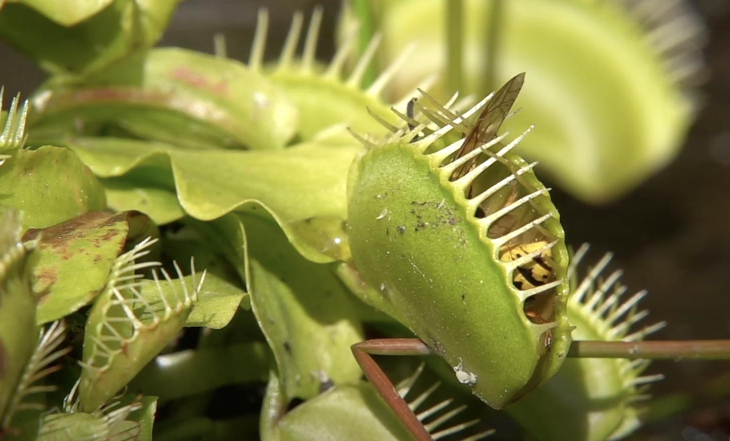 Have You Seen This? Beware the Venus flytrap