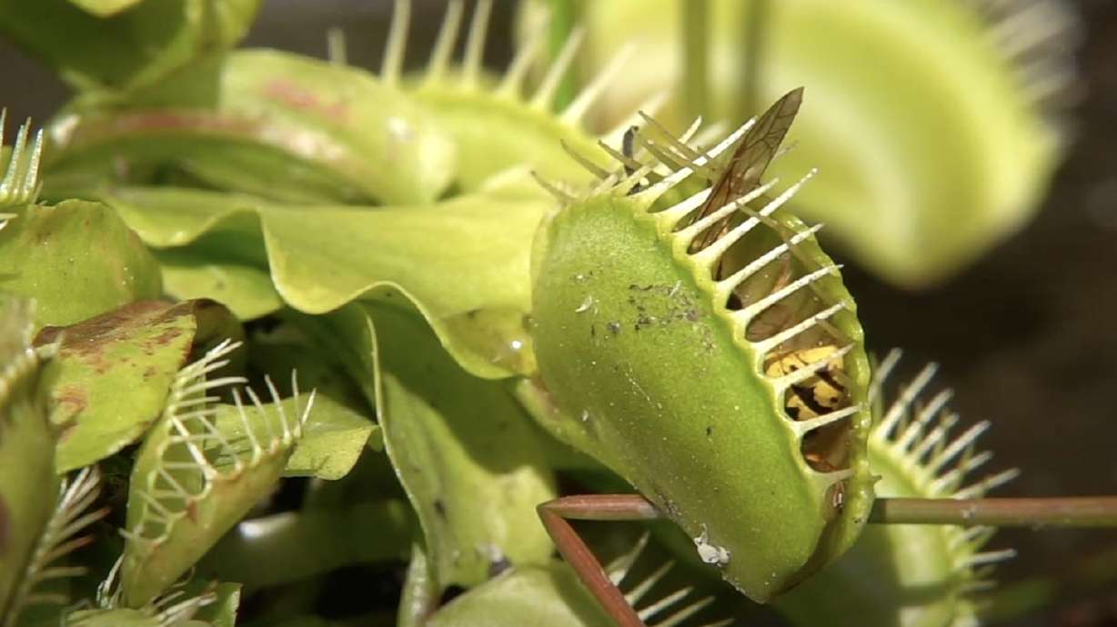 A Venus flytrap captures a wary wasp in this Sept. 17, 2018, video from Dohr, Germany.