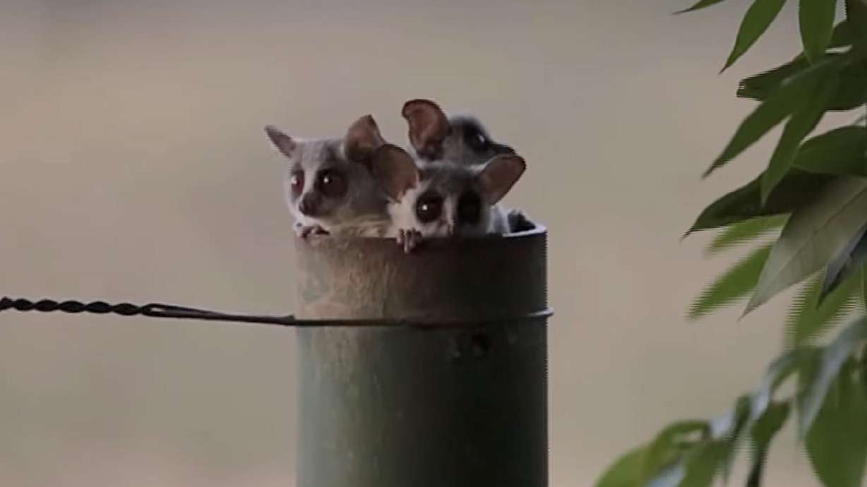 Lesser bushbabies, or lesser galagos, appear in the early evening of a late June day in 2024 — obviously to bring joy.