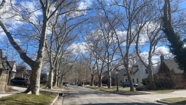 Salt Lake City exploring new treatment options for diseased and infected trees