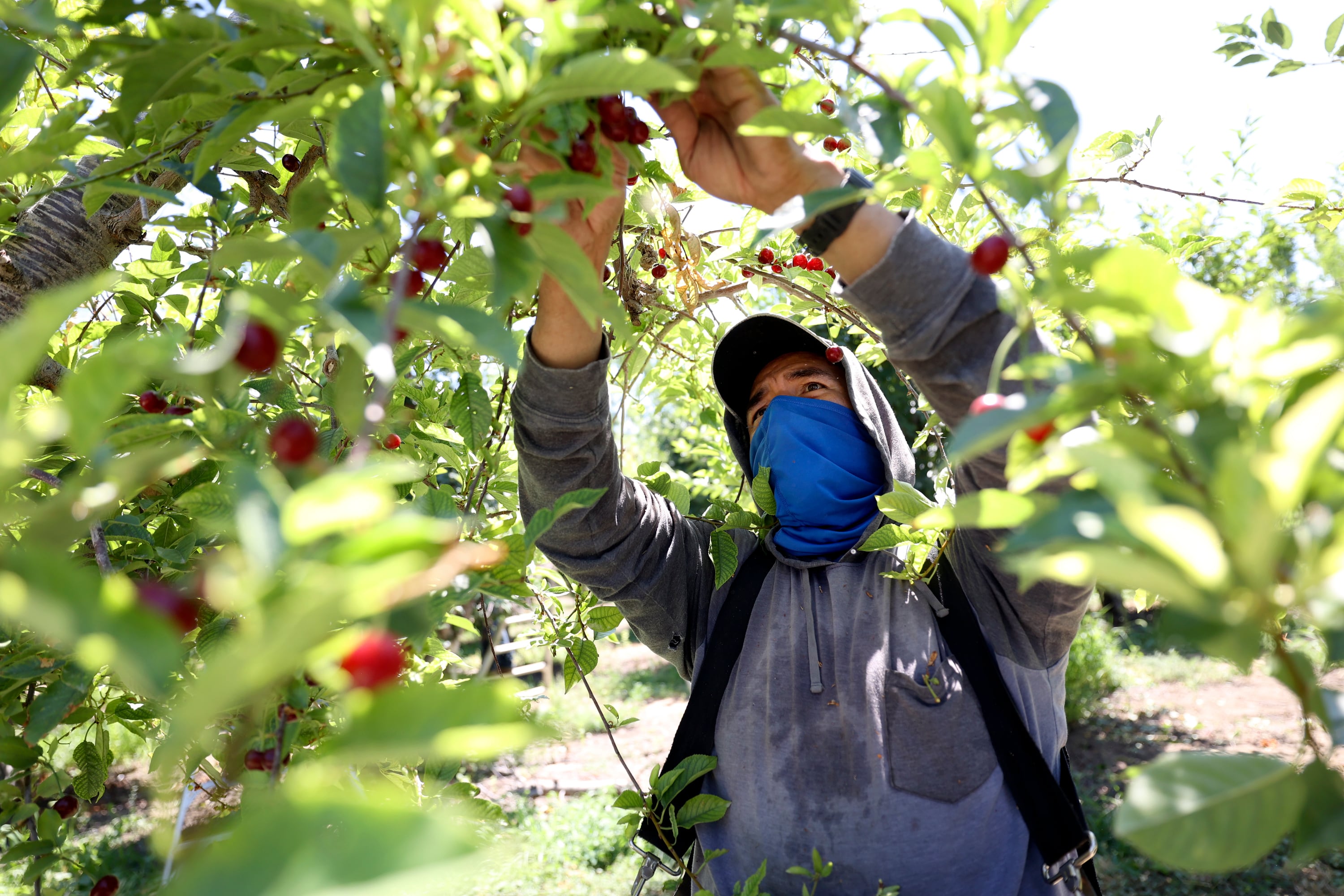 Juan Perez, who is from Mexico and has an H-2A visa for temporary agricultural workers, picks cherries at South Shore Farms, which is owned by McMullin Orchards, in Utah County, near Spanish Fork, on July 28, 2022.