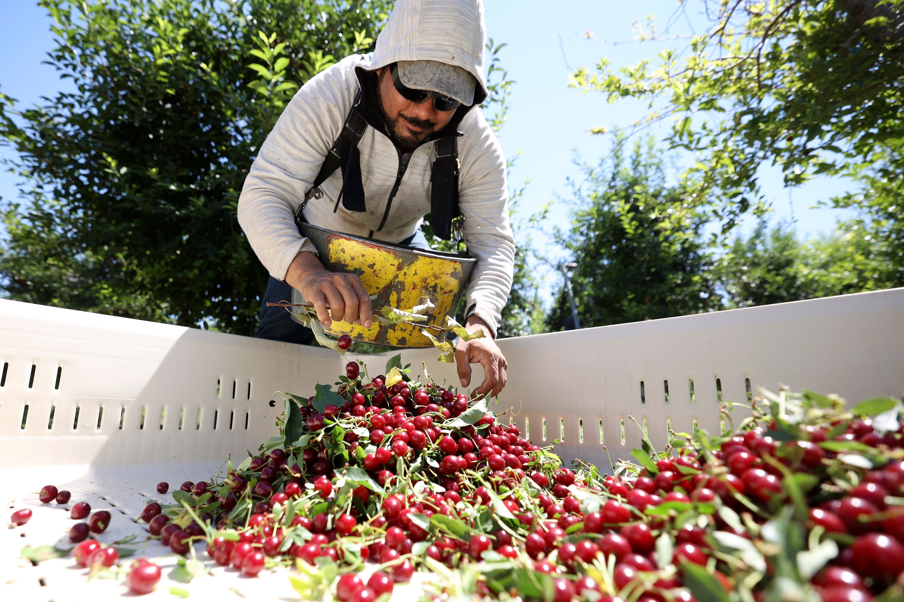 Isidro Andrade, who is from Mexico and has an H-2A visa for temporary agricultural workers, picks leaves out of freshly picked cherries at South Shore Farms, which is owned by McMullin Orchards, in Utah County, near Spanish Fork, on July 28, 2022.