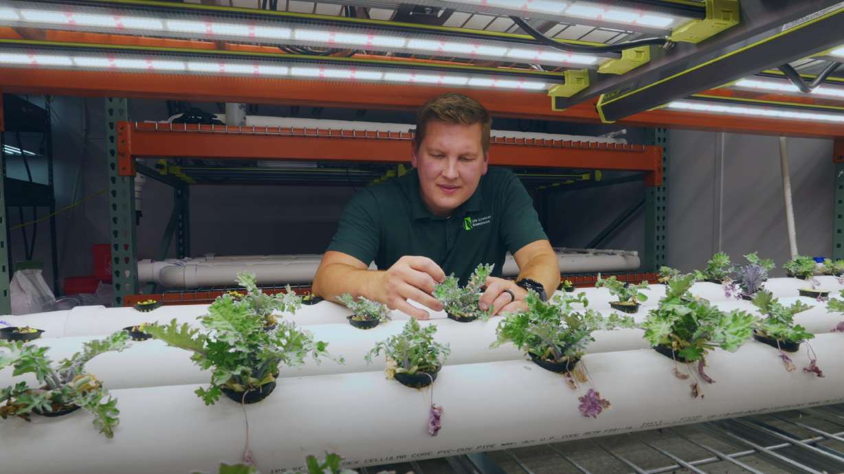 Matt Arrington tends to plants at Provo's Food and Care Coalition's hydroponic greenhouse.