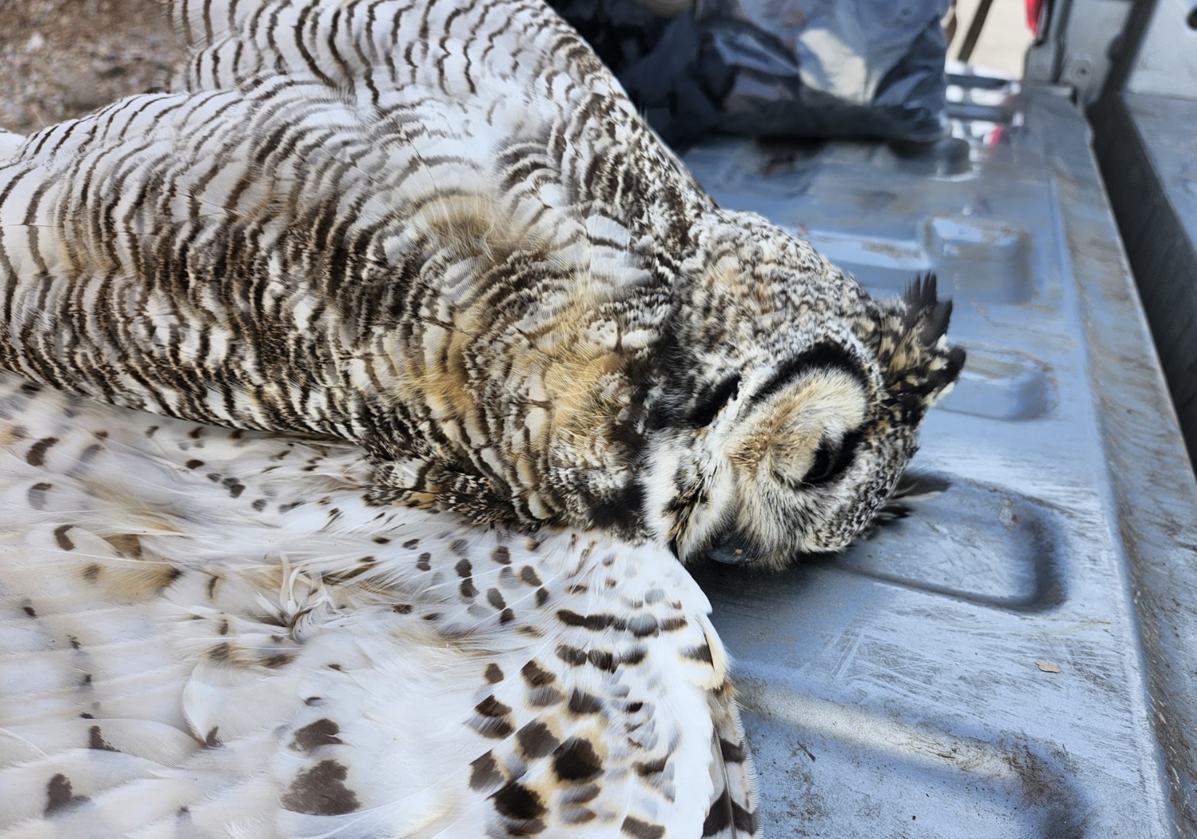 Utah officials investigate after 11 raptor species were illegally killed in Beaver County