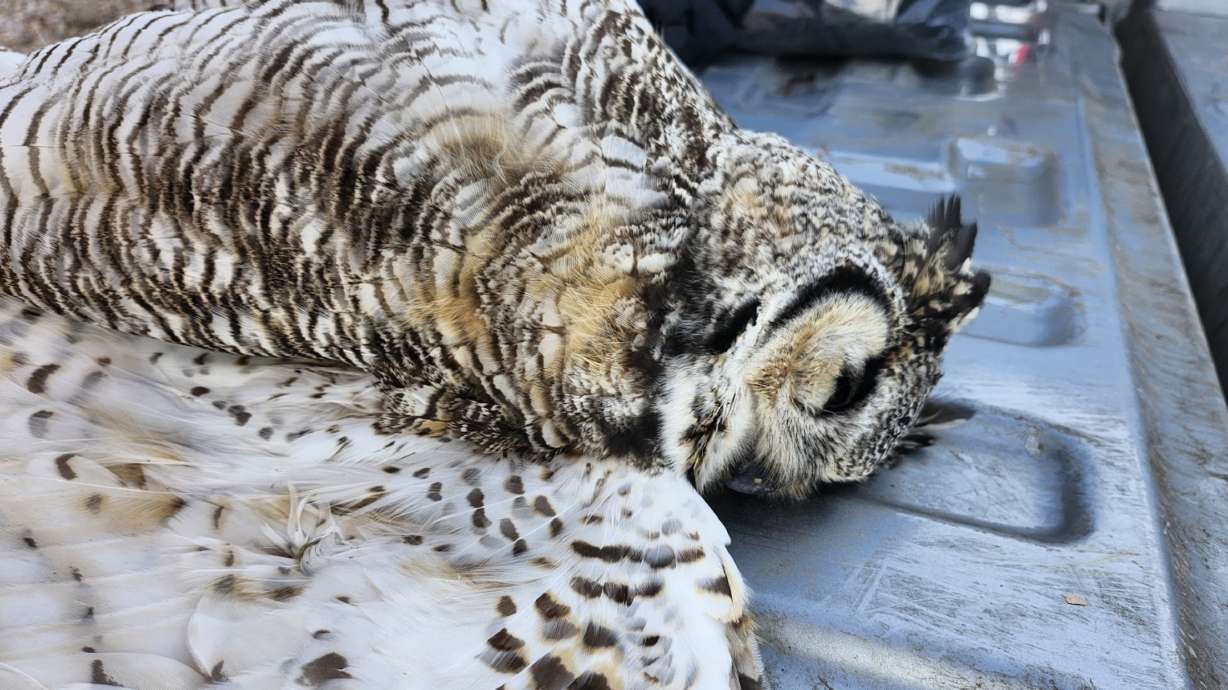 A great horned owl carcass found in Beaver County. State wildlife officers said Thursday the owl is one of 11 raptor species illegally killed in the area between December and February.
