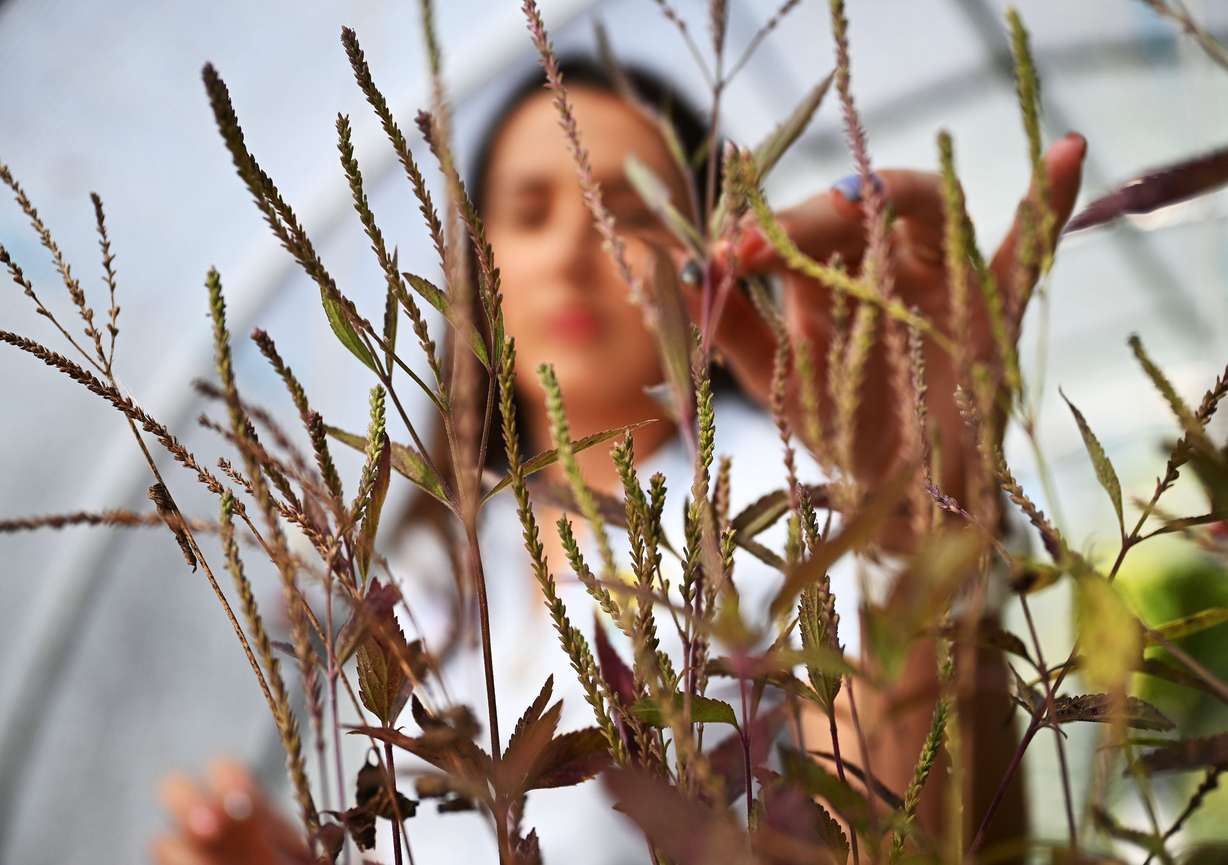 Addy Valdez, a conservation biologist with the Utah Lake Authority, touches verbena hastata (blue vervain), as she shows a sample of some of the plants that have been planted at Utah Lake as she discusses the work that helped the effort to reduce phragmites at the lake by 70%, at Utah Valley University, Oct. 21, 2024.