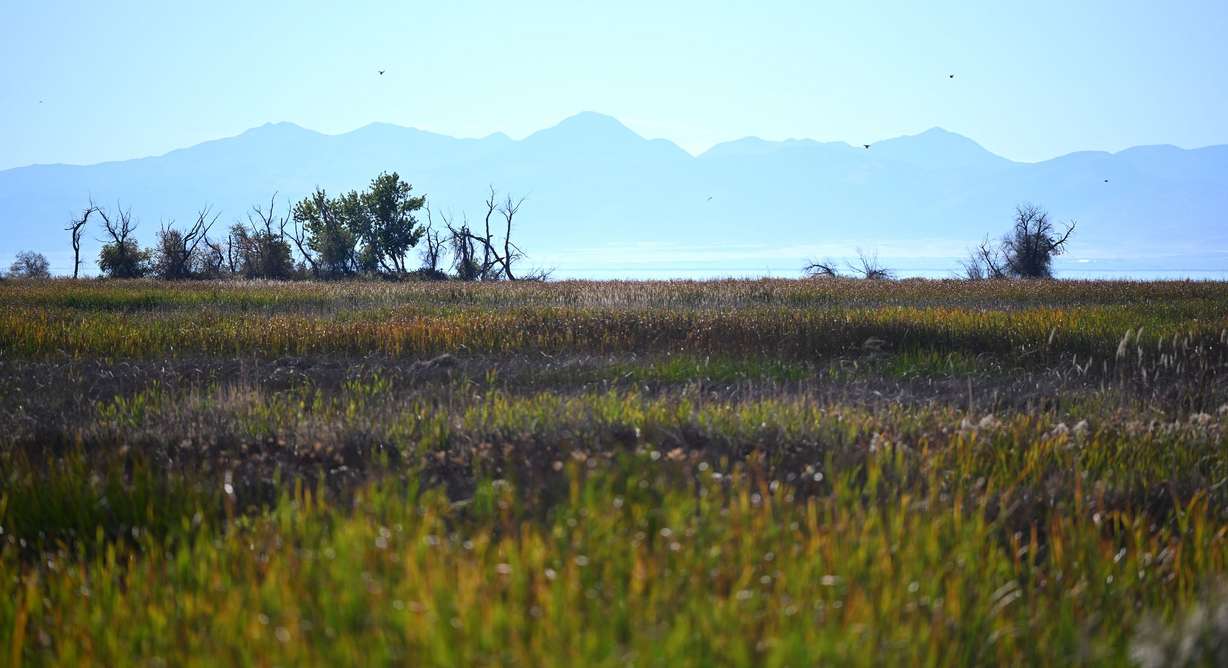 Utah Lake sits in the background. The Utah Lake Authority discusses work that helped in the effort to reduce phragmites at the lake by 70%, at Utah Valley University, Oct. 21, 2024.