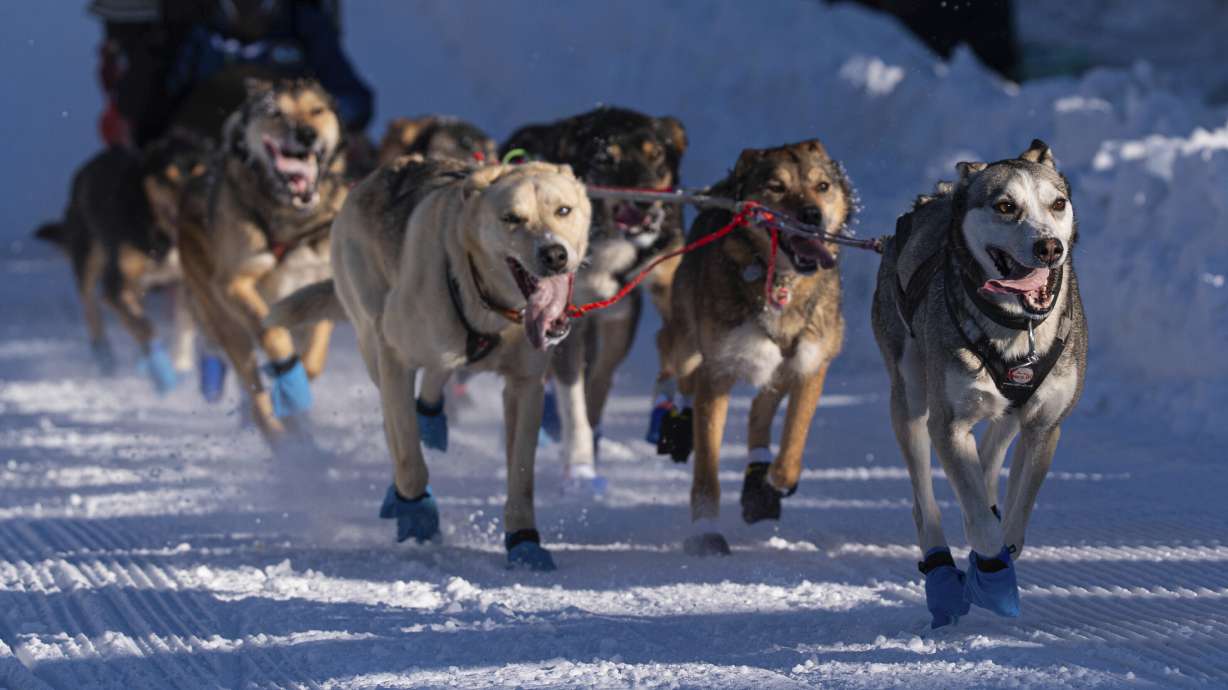 FILE - Dogs in Riley Dyche's team mush along Cordova Street during the ceremonial start of the Iditarod Trail Dog Sled Race on Saturday, March 2, 2024, in Anchorage, Alaska.