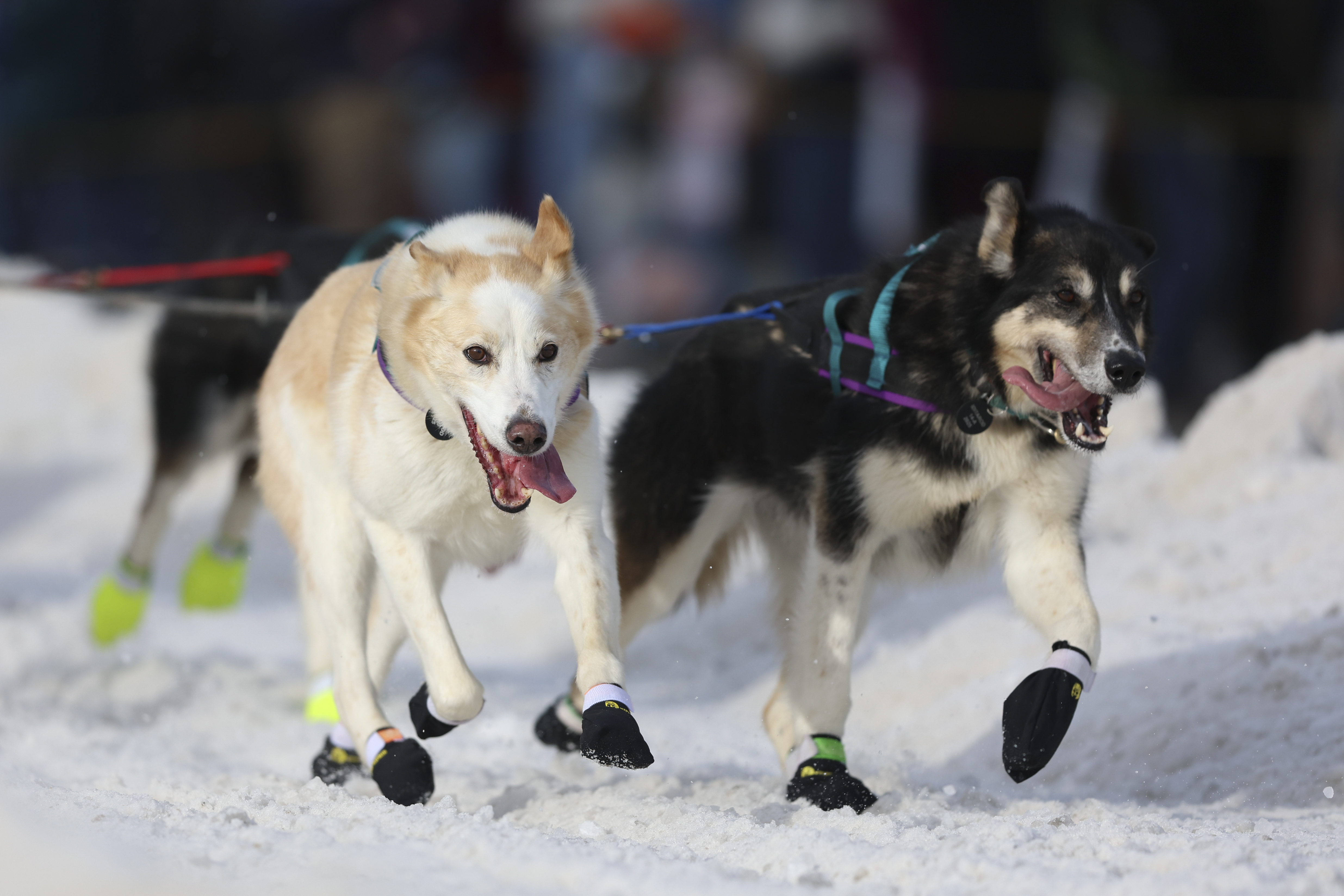 Sled dogs on the team of Michelle Phillips (14), of Canada, run during the Ceremonial Start of the Iditarod Trail Sled Dog Race in Anchorage, Alaska., Saturday, March 1, 2025. 