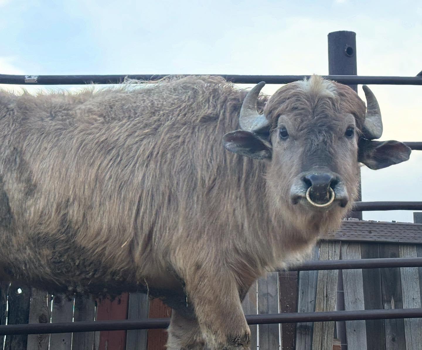 Lilly the white water buffalo is the newest resident at Otters and Others Zoo and Conservation in Stockton, Tooele County.
