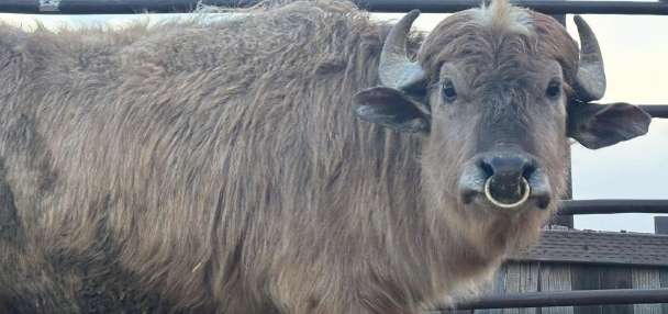 Rare white water buffalo joins Tooele County zoo
