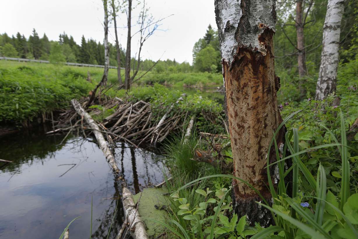 A birch tree with its bark nibbled by beavers stands next to a beavers-built dam on a forest river near the village of Pleshchanitsy, 31.2 miles northwest of Minsk, Belarus, May 27, 2013.