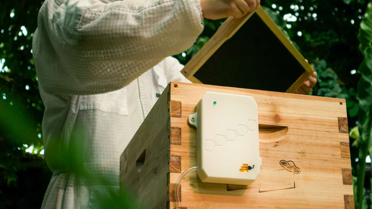 Varroa Tech, a team of BYU students, won BYU's Student Innovator of the Year competition on Feb. 27 with a beehive parasite detector.