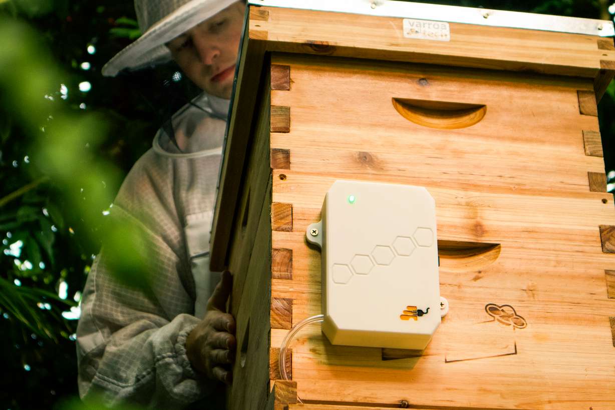 Varroa Tech, a team of BYU students, won BYU's Student Innovator of the Year competition on Feb. 27 with a beehive parasite detector.
