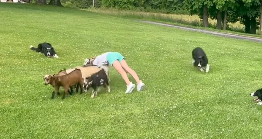 Have You Seen This? Goat herding gymnastics