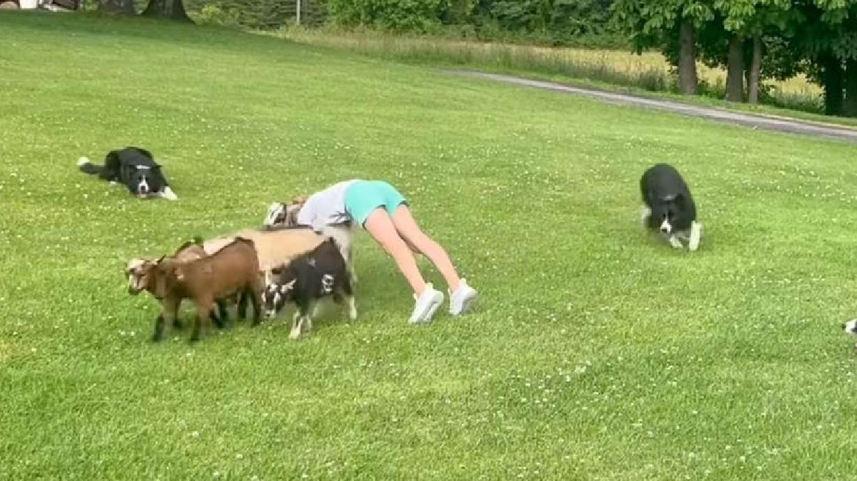 Herding dogs usher goats under a girl's back bend in this video.