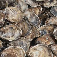 Utah County norovirus outbreak potentially caused by frozen oysters from South Korea