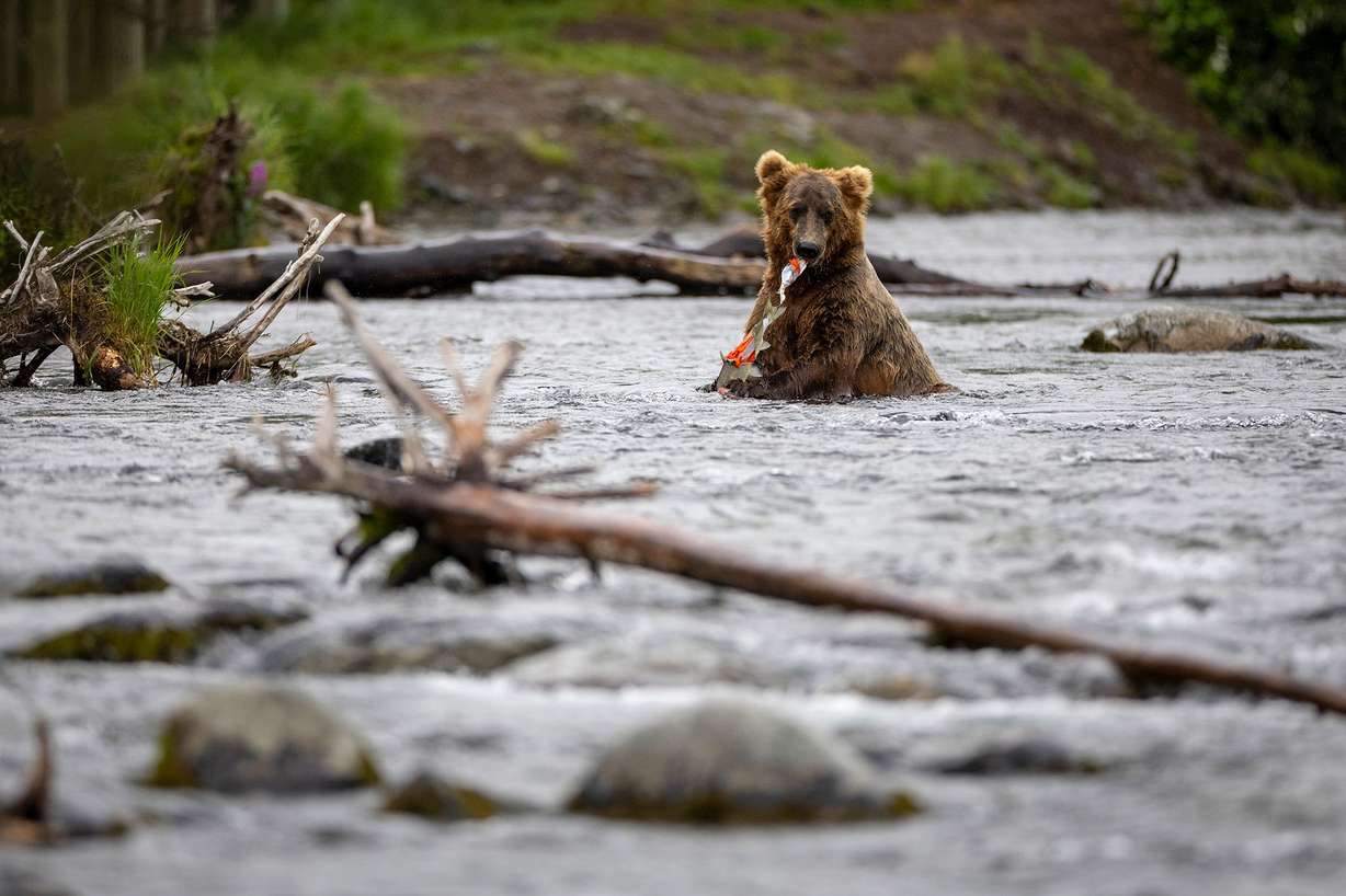 A brown bear feasts on salmon near Brooks Falls in Katmai National Park in an undated image.