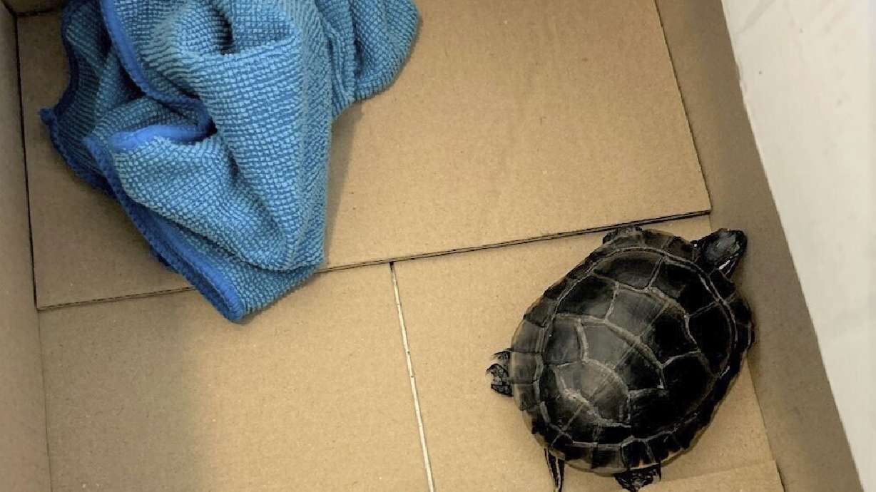This photo provided by the Transportation Security Administration shows a turtle in a box after a Pennsylvania man was caught with the turtle concealed in his pants when the TSA body scanner triggered an alarm on Friday at Newark Liberty International Airport in Newark, N.J.