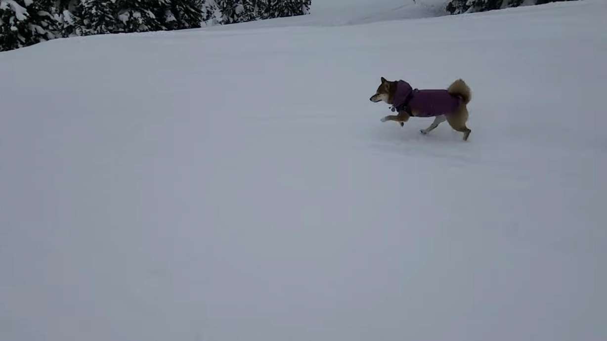 An Oregon skier took to the slopes with his Shiba Inu to enjoy the snow for a day.