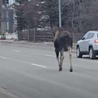 Have You Seen This? Moose on the loose obeys traffic law